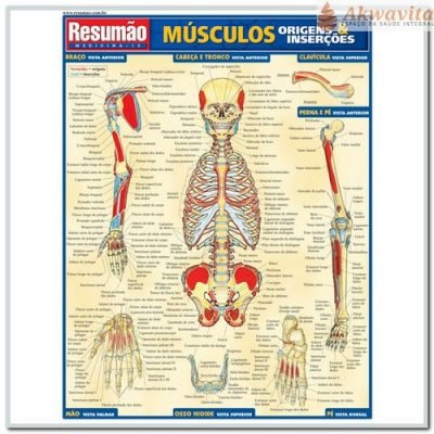 Resumão das Origens e Inserções dos Músculos
