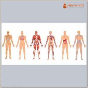 Curso Presencial Anatomia e Fisiologia Humana Básico