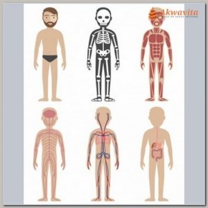 Curso Presencial Anatomia e Fisiologia Humana Básico