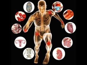 fisiologia humana