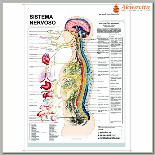 Mapa Sistema Nervoso Sua Relação com os Órgãos