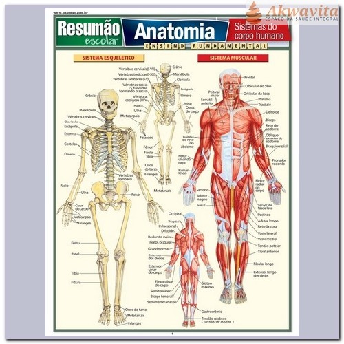 Resumão Escolar da Anatomia do Corpo Humano  