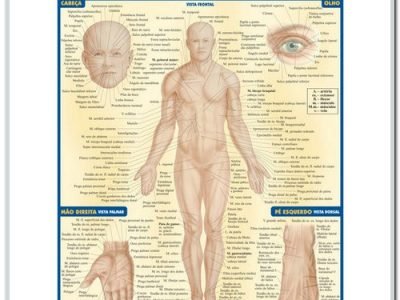 Resumão de Anatomia de Superfície Corpo Humano