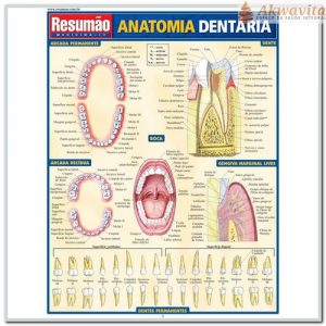 Resumão de Anatomia Dentária Completa