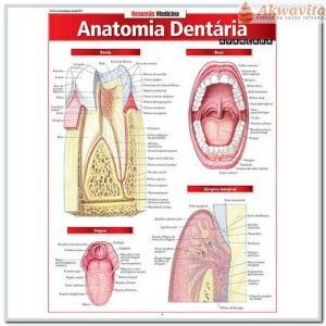 Resumão de Anatomia Dentária Avançado