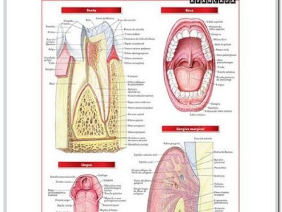 Resumão de Anatomia Dentária Avançado