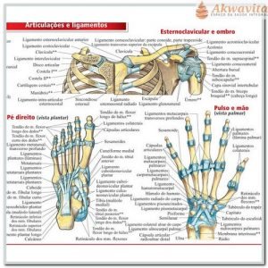 Resumão de Anatomia Profunda e Posterior