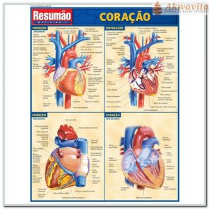 Resumão da Anatomia e Fisiologia do Coração