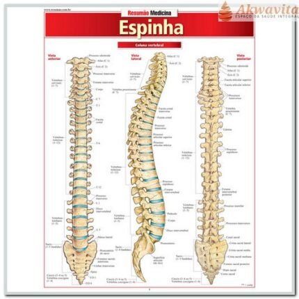 Resumão da Anatomia da Espinha ou Coluna