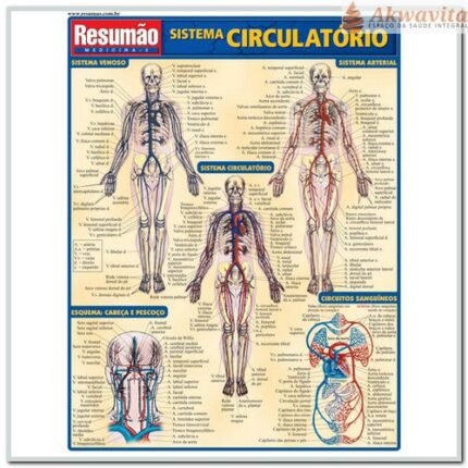 Resumão da Anatomia do Sistema Circulatório