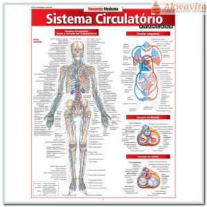 Resumão da Anatomia do Sistema Circulatório Avançado