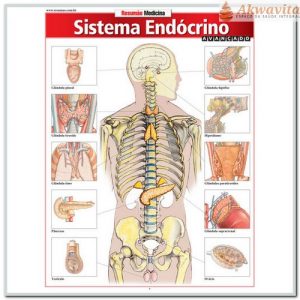 Resumão da Anatomia do Sistema Endócrino Avançado