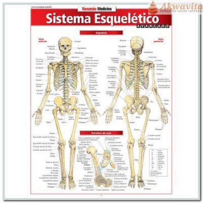 Resumão Anatomia do Sist Esquelético Avançado- B. Fisher