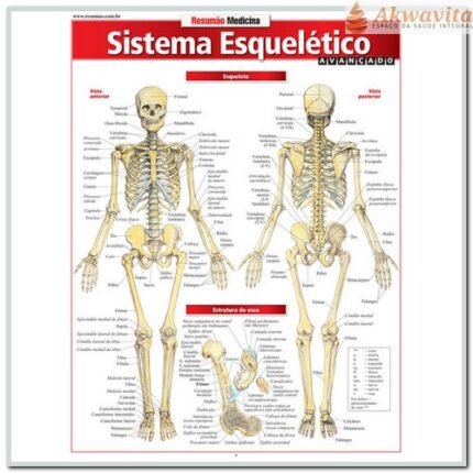 Resumão da Anatomia do Sistema Esquelético Avançado