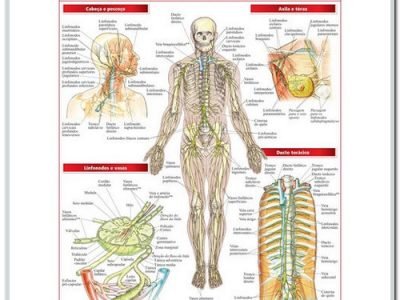 Resumão da Anatomia do Sistema Linfático