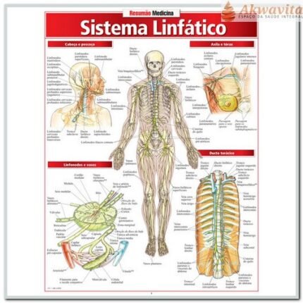 Resumão da Anatomia do Sistema Linfático