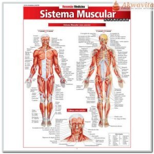  Resumão da Anatomia do Sistema Muscular Avançado