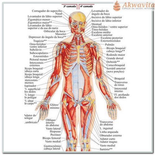 anatomia muscular dos membros inferiores