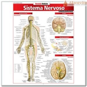 Resumão da Anatomia do Sistema Nervoso Avançado