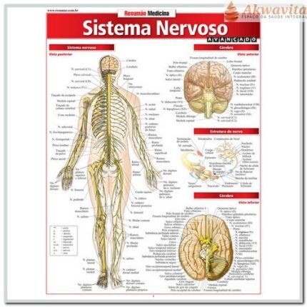 Resumão da Anatomia do Sistema Nervoso Avançado