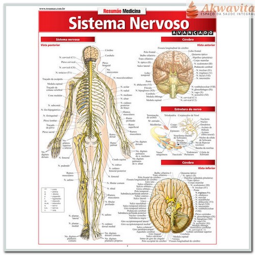 Resumão da Anatomia do Sistema Nervoso Avançado