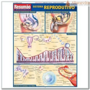 Resumão da Anatomia do Sistema Reprodutivo