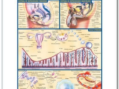 Resumão da Anatomia do Sistema Reprodutivo