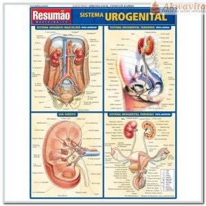 Resumão da Anatomia do Sistema Urogenital