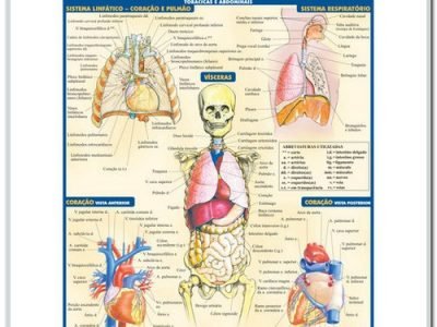 Resumão da Anatomia das Vísceras e Órgãos