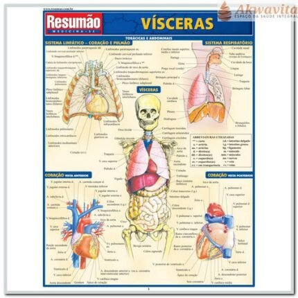 Resumão da Anatomia das Vísceras e Órgãos