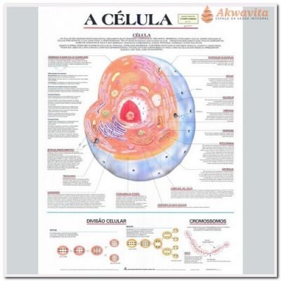 Anatomia Humana Célula Animal e Constituintes - Geomapas