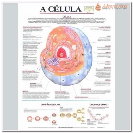 Anatomia Humana Célula Animal e Constituintes 89x117cm