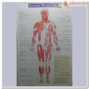 Mapa do Corpo Humano Sistema Muscular Frente