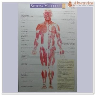 Mapa do Corpo Humano Sistema Muscular Frente
