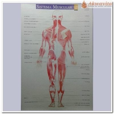 Mapa do Corpo Humano Sistema Muscular Costas