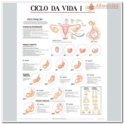Anatomia Humana Ciclo da Vida I 89x117cm- Geomapas