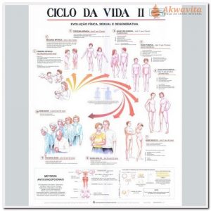 Anatomia Humana Ciclo da Vida II até Envelhecer 89x117cm