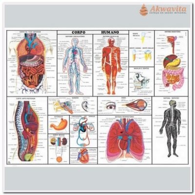 Anatomia Humana Corpo Humano 89x117cm- Geomapas