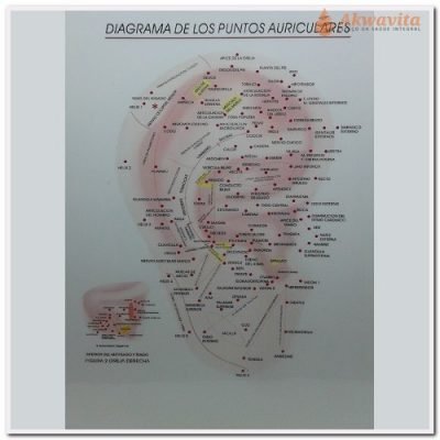 Mapa Auricular Chinesa Escola Huang Li Chun A4 - Lj
