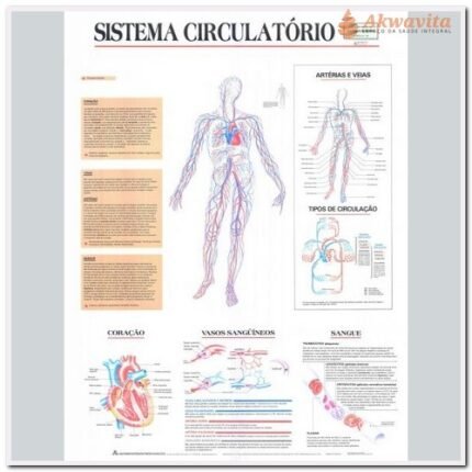 Anatomia Humana Sistema Circulatório Completo 89x117cm