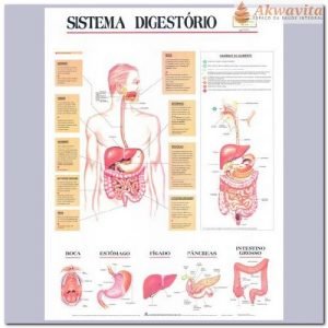 Anatomia Humana Sistema Digestório Completo 89x117cm
