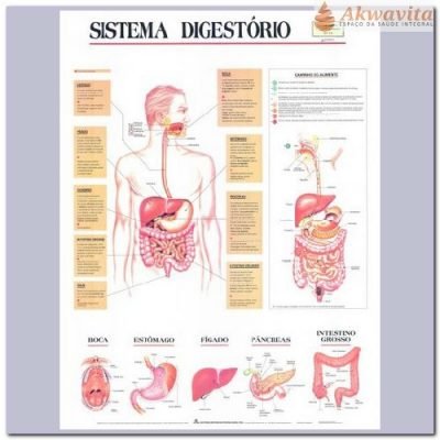 Anatomia Humana Sistema Digestório 89x117cm- Geomapas