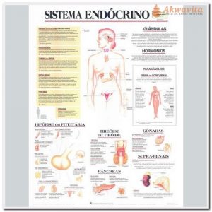 Anatomia Humana Sistema Endócrino Completo 89x117cm
