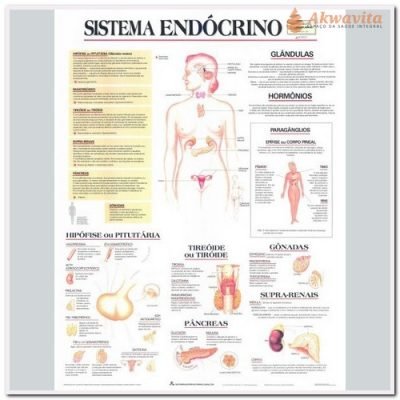 Anatomia Humana Sistema Endócrino 89x117cm- Geomapas