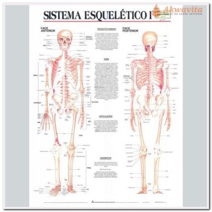 Anatomia Humana Sist Esquelético1 Frente Costas 89x117cm