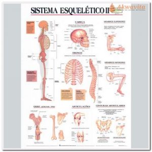 Anatomia Humana Sistema Esquelético II Lateral 89x117cm
