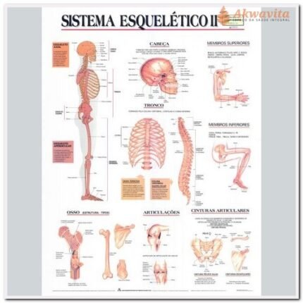 Anatomia Humana Sistema Esquelético II Lateral 89x117cm