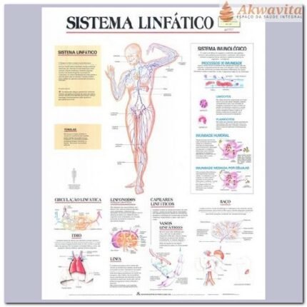 Anatomia Humana Sistema Linfático 89x117cm