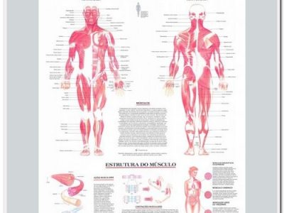 Anatomia Humana Sistema Muscular Frente Costas 89x117cm