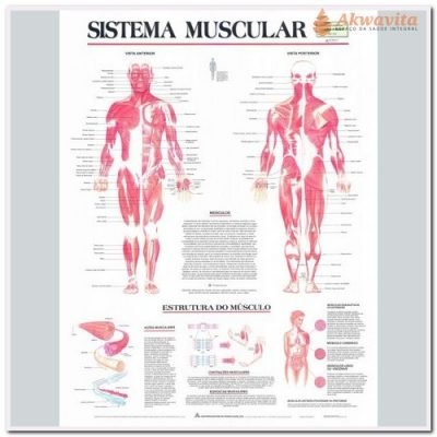 Anatomia Humana Sistema Muscular 89x117cm- Geomapas